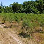 Quinta Da Pedra Mija *