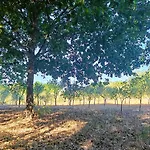 Lantställe Quinta Da Pedra Mija *
