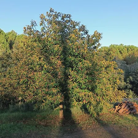Quinta Da Pedra Mija