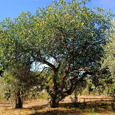Quinta Da Pedra Mija