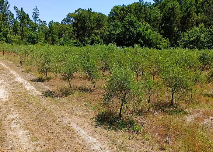 Quinta Da Pedra Mija *