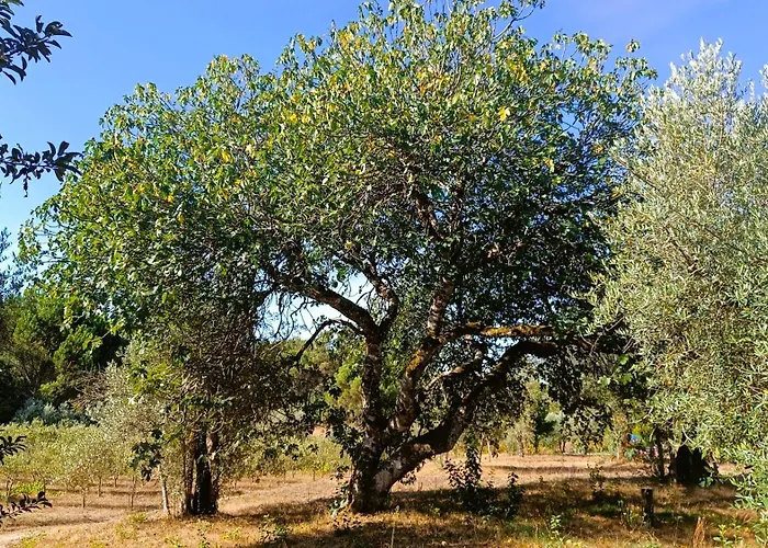 Quinta Da Pedra Mija